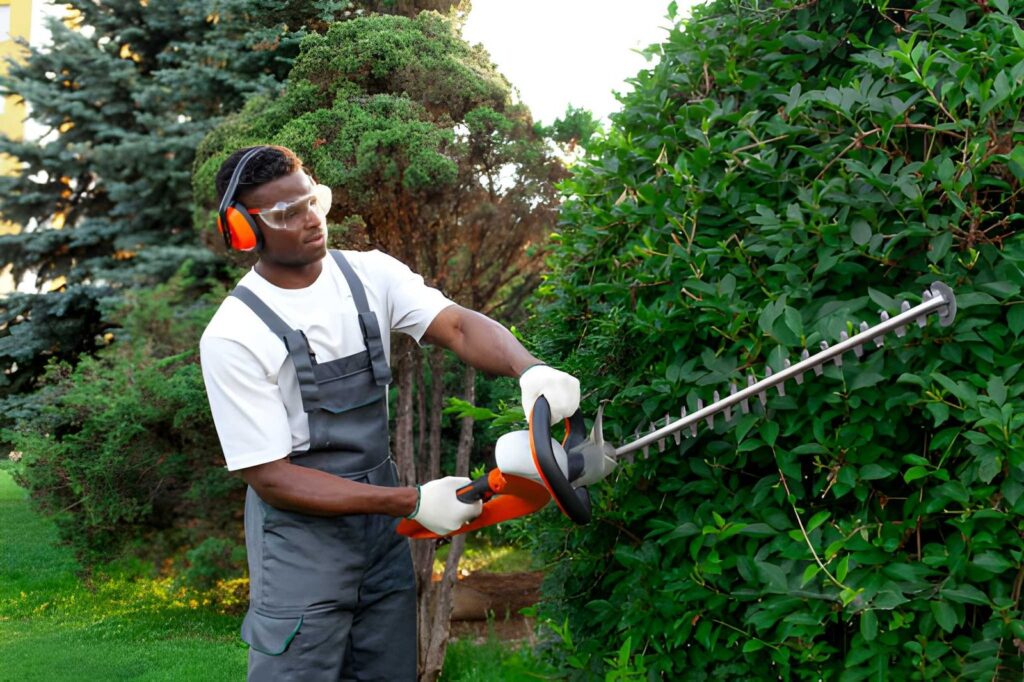 hedge trimming